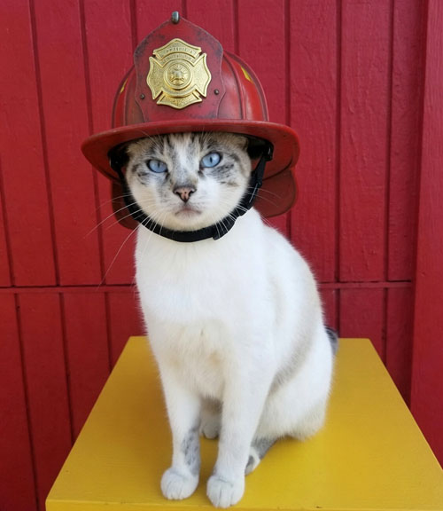 jack-fire-cat friendly kitty jack-fire-cat